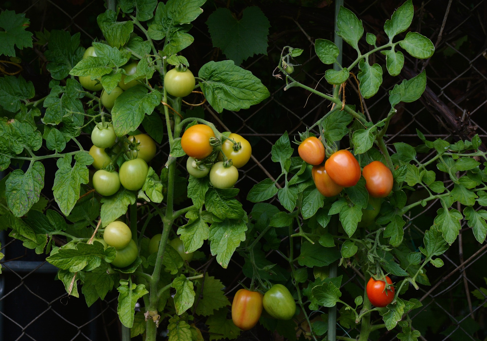 tomatoes-1583145_1920